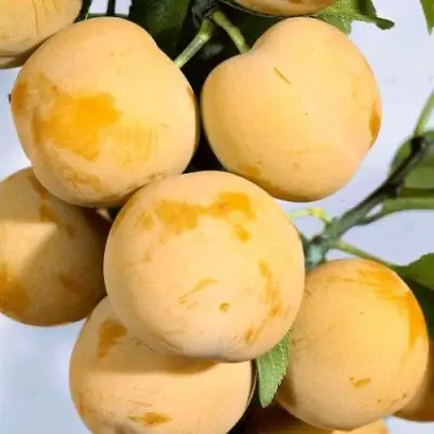 Слива РЕНКЛОД ранний в Орше