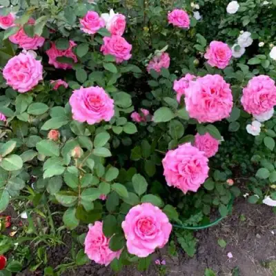 Роза ЭШЛИ чайно-гибридная в Орше