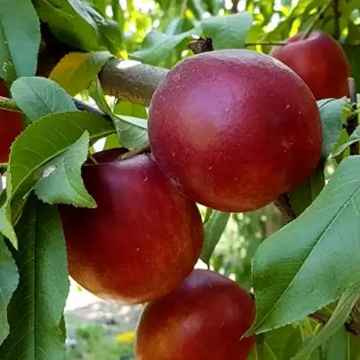 Нектарин ФАНТАЗИЯ в Орше