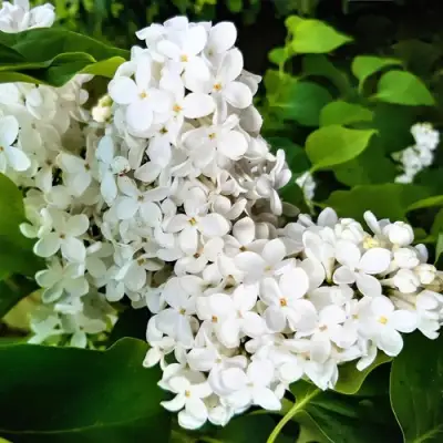 Сирень МАЛЕНЬКИЙ ПРИНЦ в Орше