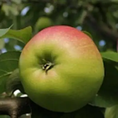 Яблоня СОКОЛОВСКОЕ стелющаяся в Орше