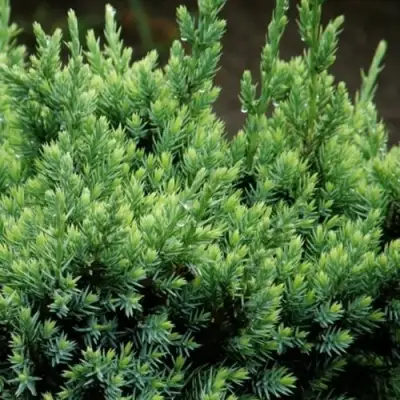 Можжевельник ХОЛГЕР чешуйчатый в Орше