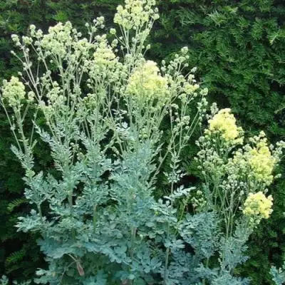 Василистник ГЛАУКУМ желтый в Орше