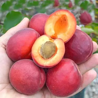 Абрикос РУБИСТА в Орше