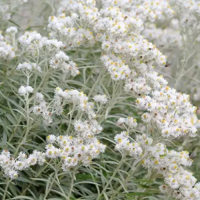 Анафалис ЖЕМЧУЖНЫЙ в Орше