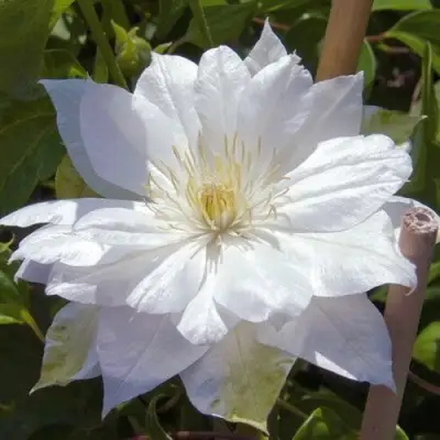 Клематис ДАЧЕСС ОФ ЭДИНБУРГ в Орше