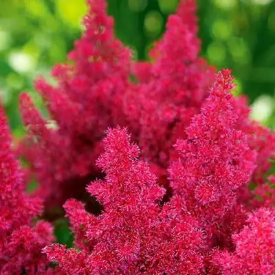 Астильба КОБЛЕНЦ японская в Орше