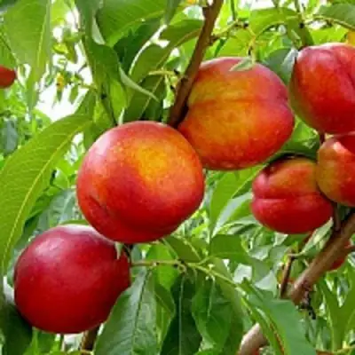 Нектарин ХАРБЛЕЙЗ в Орше