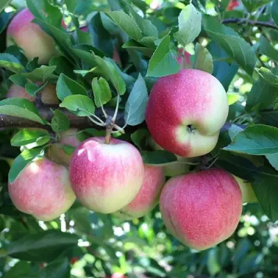 Яблоня ГРУШОВКА МОСКОВСКАЯ в Орше