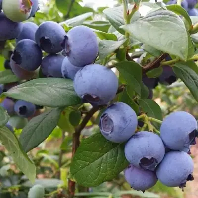 Голубика БЛЮГОЛД в Орше