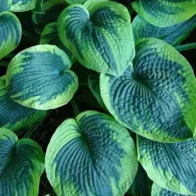 Хоста ТОКУДАМА ФЛАВОЦИРЦИНАЛИС гибридная в Орше