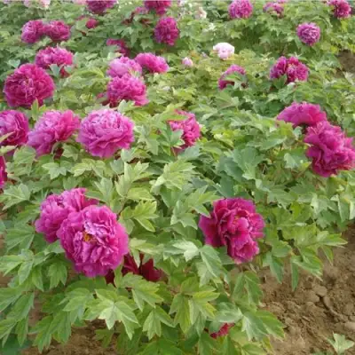 Пион КИТАЙСКИЙ ШЕЛК травянистый в Орше