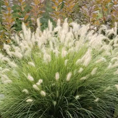 Пеннисетум ХАМЕЛН в Орше