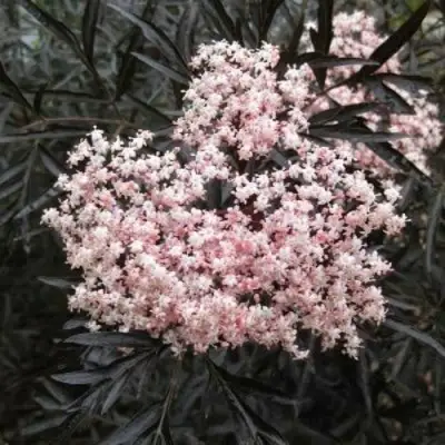 Бузина черная БЛЭК ЛЕЙС ЕВА в Орше