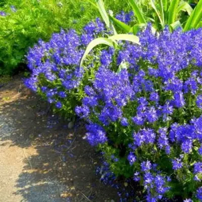 Вероника РОЯЛ БЛЮ большая в Орше