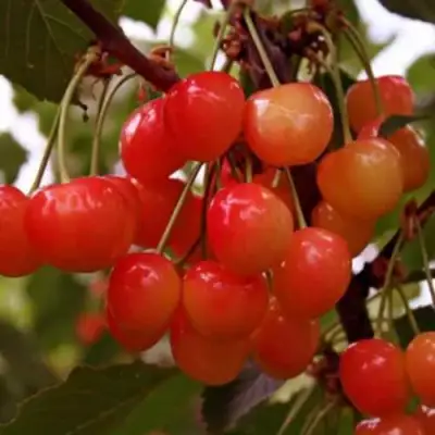 Черешня ДОНЧАНКА в Орше