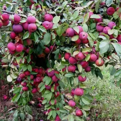 Яблоня ФЛОРИНА в Орше