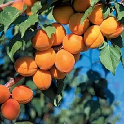 Абрикос ХАРКОТ в Орше