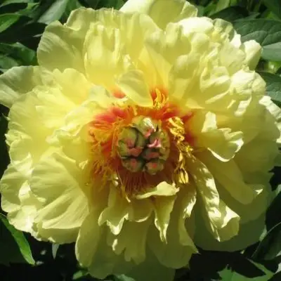 Пион ЗОЛОТАЯ КОРОНА древовидный в Орше