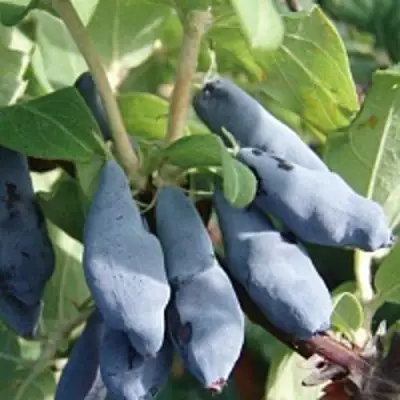 Жимолость съедобная НИМФА (ГАММА) в Орше