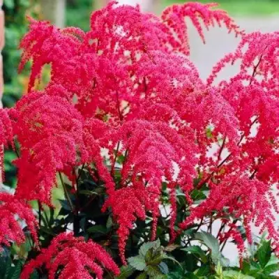 Астильба РЕД ЧАРМ Арендса в Орше