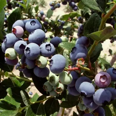 Голубика ЭЛИЗАБЕТ в Орше