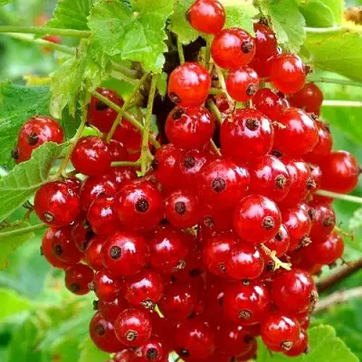 Смородина красная НЕНАГЛЯДНАЯ в Орше