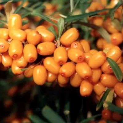 Облепиха ДАР МГУ в Орше