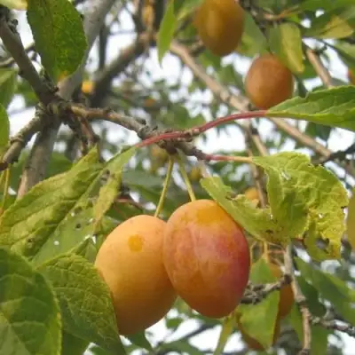 Слива НАТАША в Орше