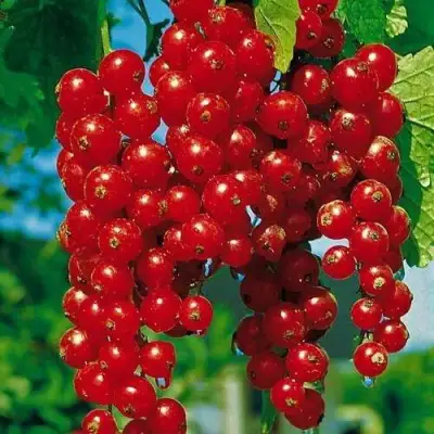 Смородина красная РОВАДА в Орше