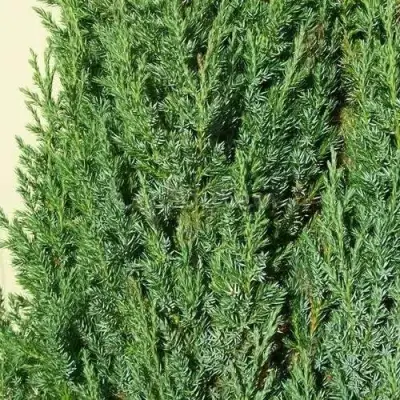 Можжевельник ХИБЕРНИКА обыкновенный  в Орше