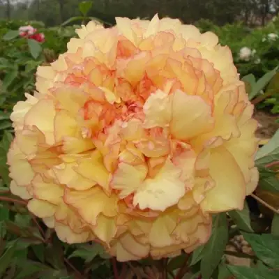 Пион ЗОЛОТАЯ РОССЫПЬ древовидный в Орше