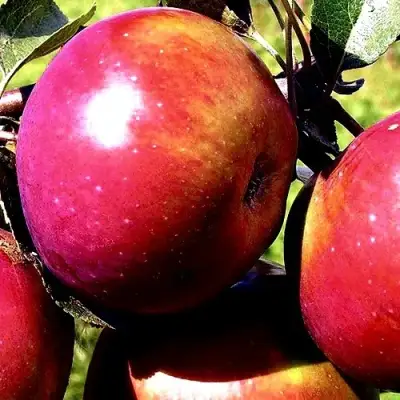 Яблоня ВЕСЯЛИНА в Орше