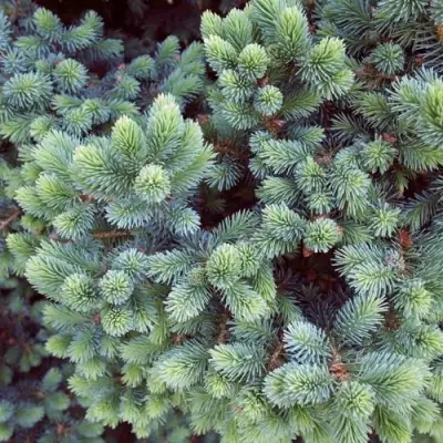 Ель ЭХИНИФОРМИС сизая в Орше