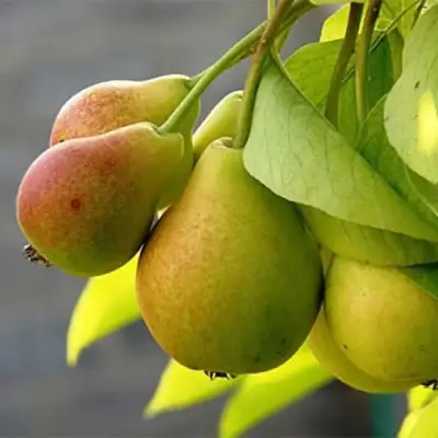 Груша СЕВЕРЯНКА в Орше