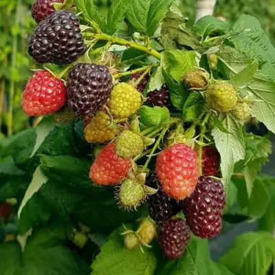 Малина БЛЭК ПОЛЬКА (ХЕБАН) в Орше