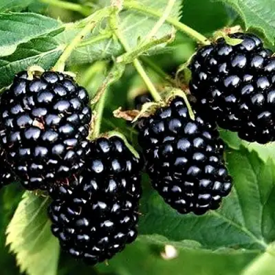 Ежевика ПРАЙМ АРК ТРЕВЕЛЕР ремонтантная  в Орше