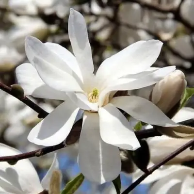 Магнолия ЛЕБНЕРА МЕРРИЛЛ в Орше