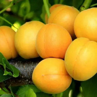 Абрикос ЦАРСКИЙ в Орше