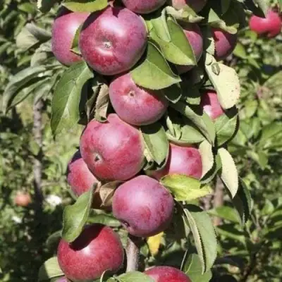 Яблоня ЕСЕНИЯ колонновидная в Орше