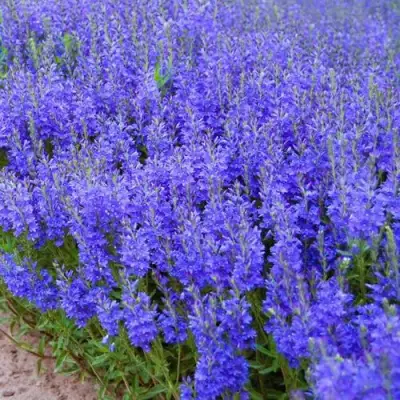 Вероника австрийская в Орше