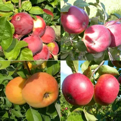 Комплект ЯБЛОНЕВЫЙ КВАРТЕТ в Орше