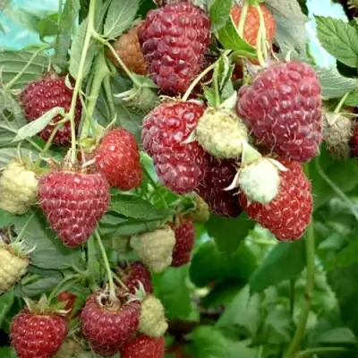 Малина ЖАР-ПТИЦА в Орше