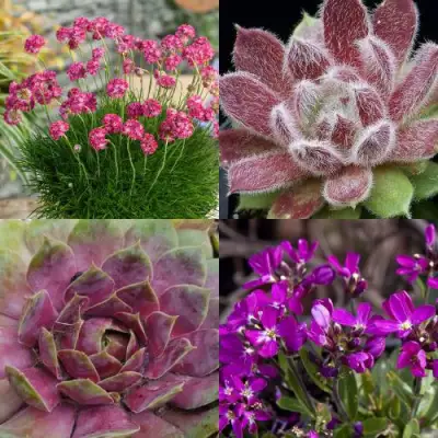 Комплект МИНИ САД в Орше