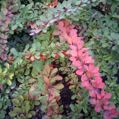 Барбарис ГРИН КАРПЕТ тунберга в Орше