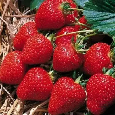 Клубника КИМБЕРЛИ в Орше