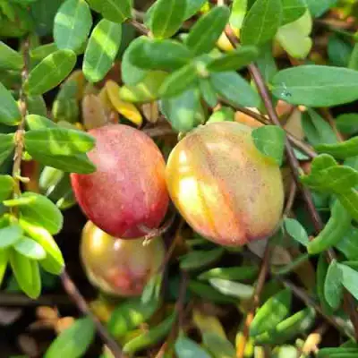 Клюква СТАНКОВИЧ в Орше