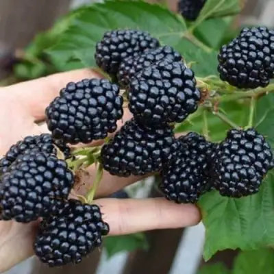 Ежевика ДЖАМБО бесшипная  в Орше