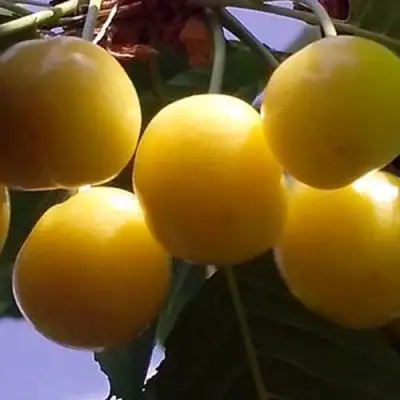 Черешня ЧЕРМАШНАЯ в Орше