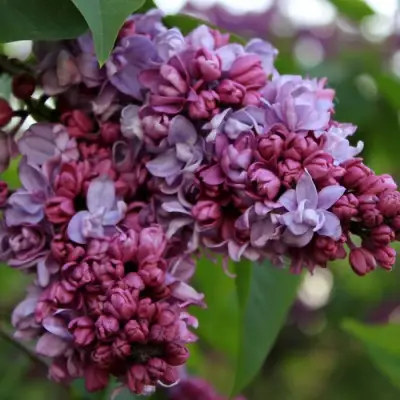 Сирень П.П.КОНЧАЛОВСКИЙ в Орше